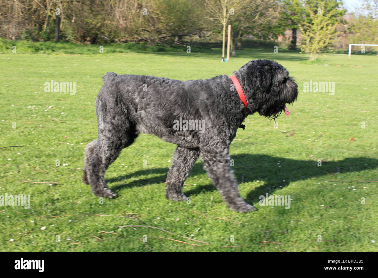 Bouvier Des Flandres Hund Stockfoto