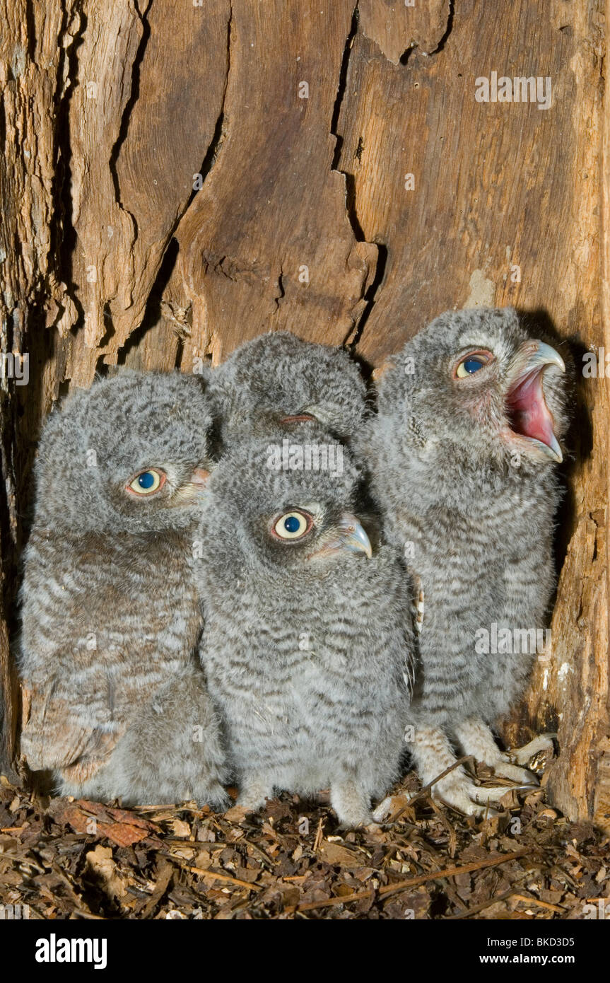 Eastern Screech Owl Junge im Hohlraum Nest 3 1/2 Wochen alt Otus asio Megascops E NA, von Bill Lea/Dembinsky Foto Assoc Stockfoto