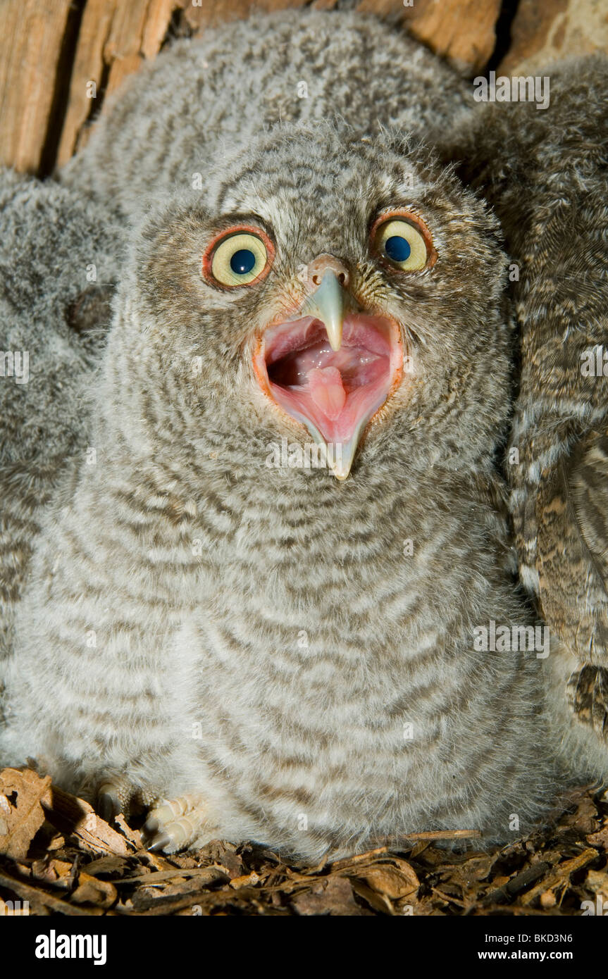 Eastern Screech Owl Junge im Hohlraum Nest 3 1/2 Wochen alt Otus asio Megascops E NA, von Bill Lea/Dembinsky Foto Assoc Stockfoto