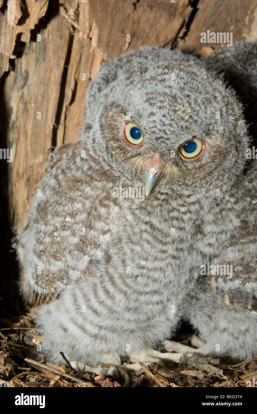Eastern Screech Owl Junge im Hohlraum Nest 3 1/2 Wochen alt Otus asio Megascops E NA, von Bill Lea/Dembinsky Foto Assoc Stockfoto