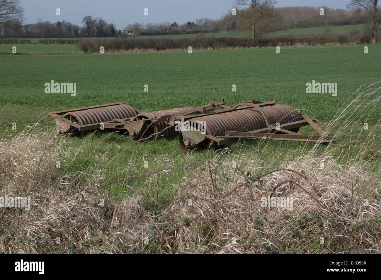 Wilder Cambridge-Walze Stockfoto Wilder Cambridge-Walze Stockfoto