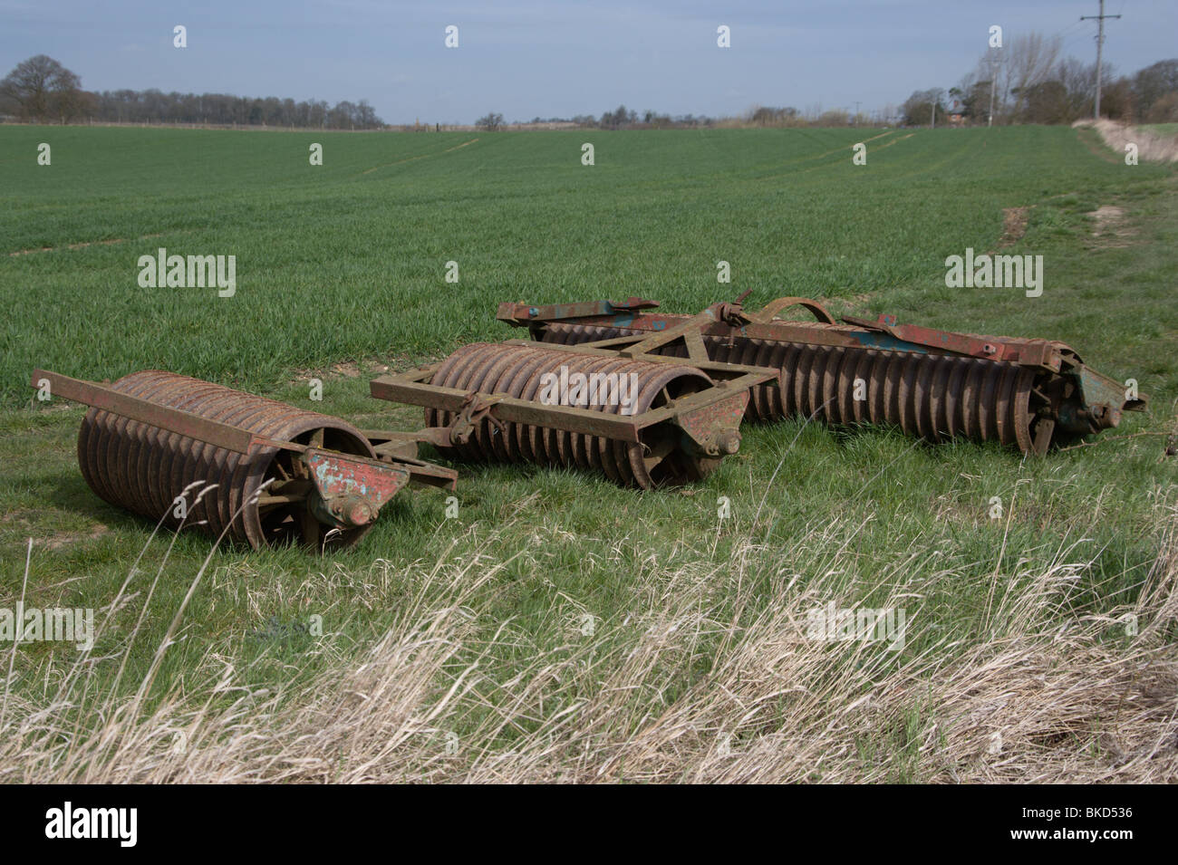 Wilder Cambridge-Walze Stockfoto Wilder Cambridge-Walze Stockfoto