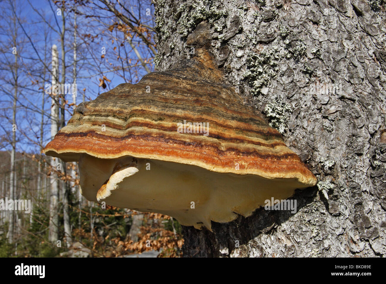 Baum-Pilz Stockfoto