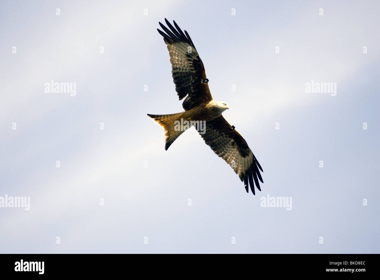 Ein Rotmilan fliegen bei Bwlch Nant yr Arian Zentrum in Ceredigion, Mitte Wales. Stockfoto