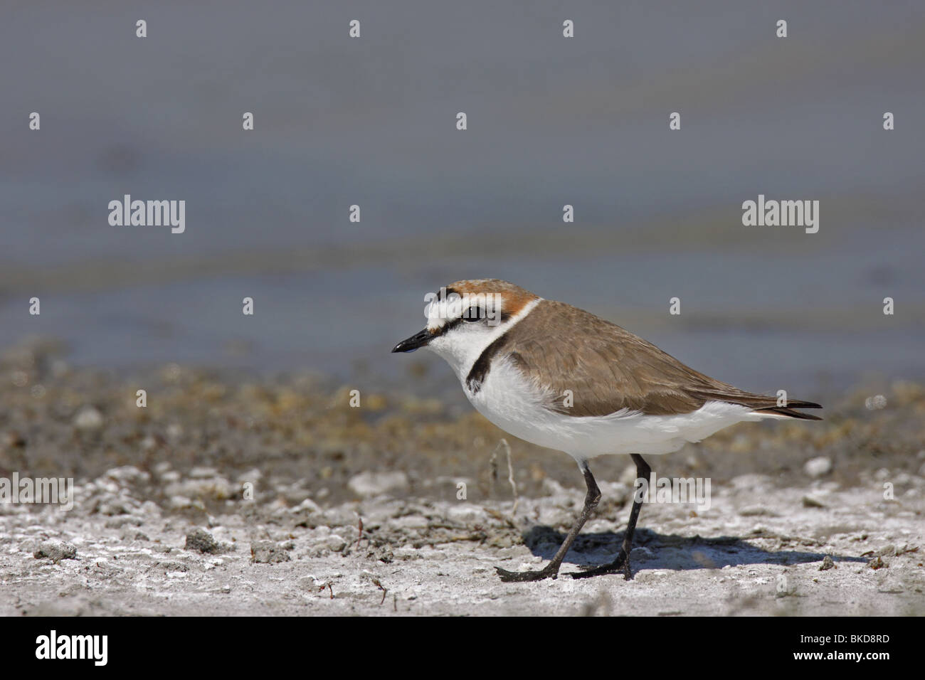 Seeregenpfeifer Charadrius Alexandrinus Seeregenpfeifer Stockfoto