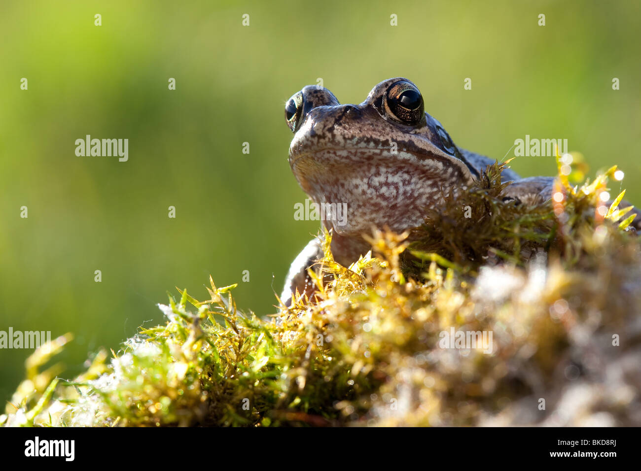 Schöne Frosch im Moos sitzen und beobachten uns Stockfoto