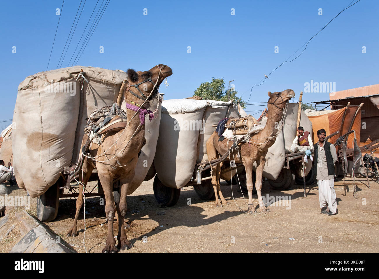 Kamele beladen -Fotos und -Bildmaterial in hoher Auflösung – Alamy