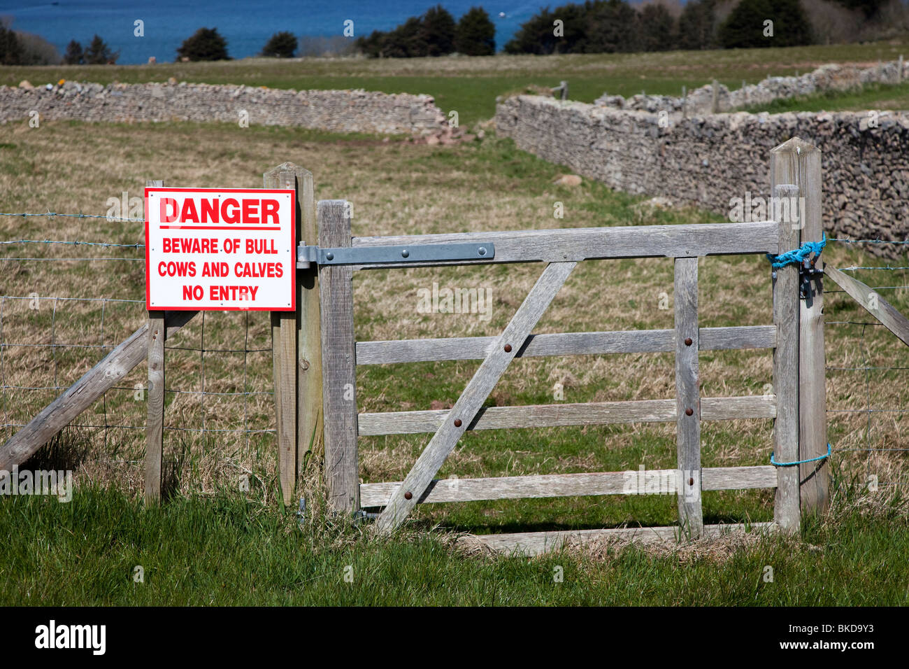 Achtung Gefahr von Bull Kühe und Kälber kein Eintrag Zeichen auf Tor Caldey Island Wales UK Stockfoto