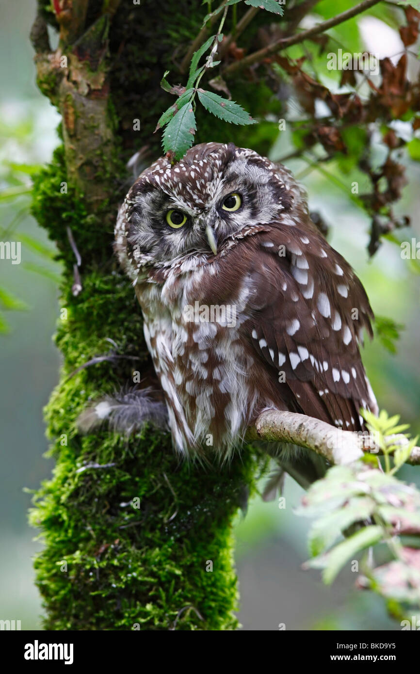 Rauhfußkauz Aegolius Funereus Rauhfußkauz Eule Stockfoto