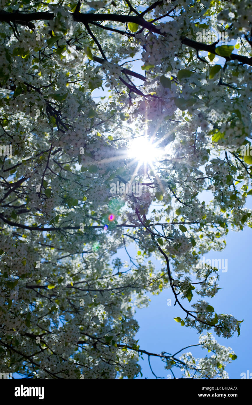 Blick nach oben von einem blühenden Zierapfel-Baum im Frühling Stockfoto