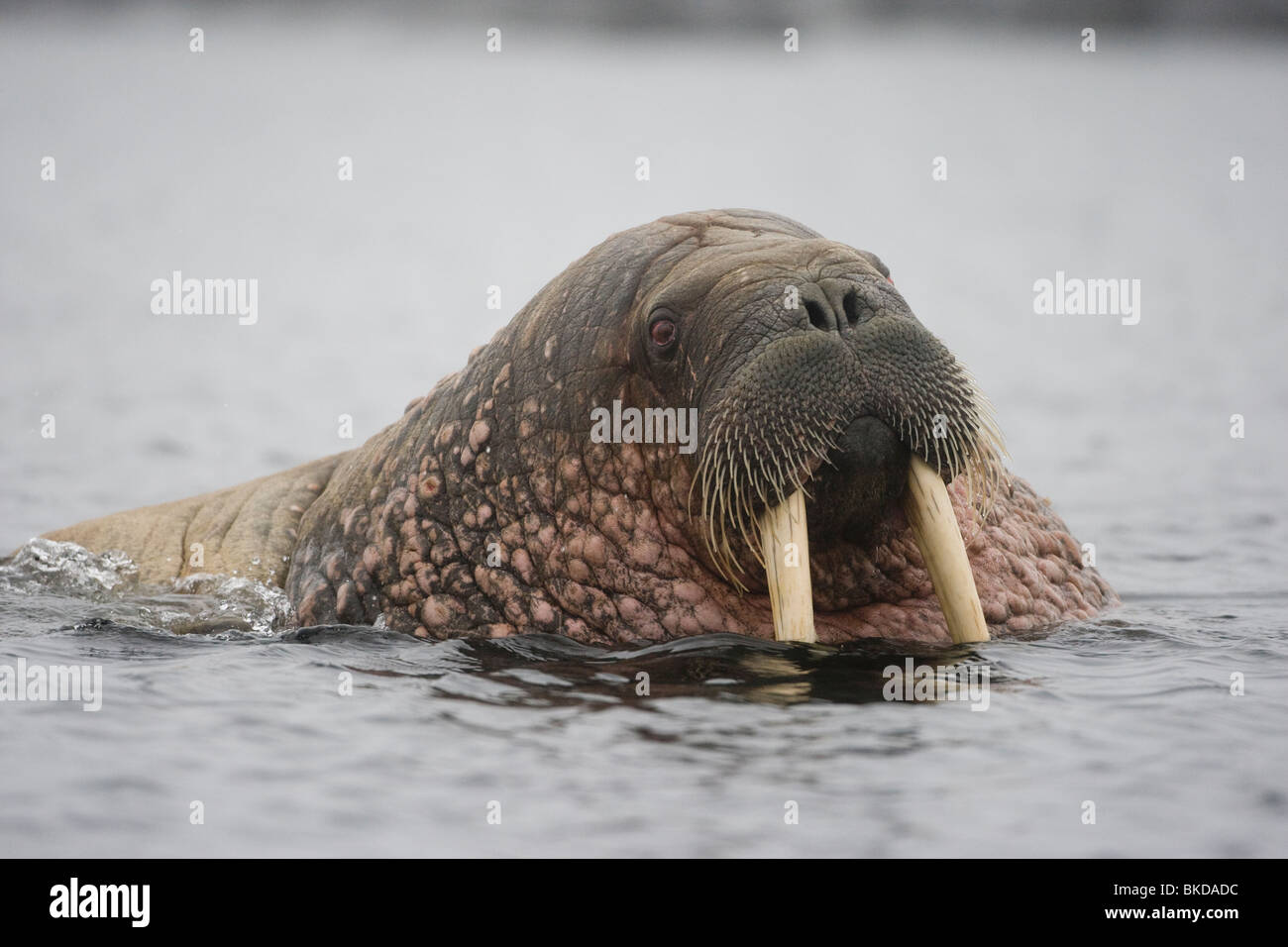 Norwegen, Spitzbergen, Tiholmane Inseln, Walross (Odobenus Rosmarus) Schwimmen im kalten Ozean an nebligen Sommernachmittag Stockfoto