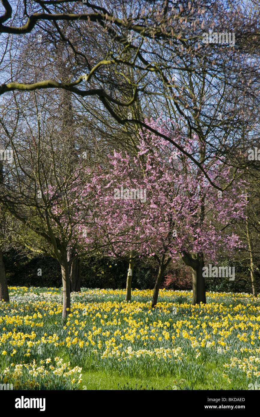 Hampton Court Gardens, Hampton Court Palace, London, England Stockfoto