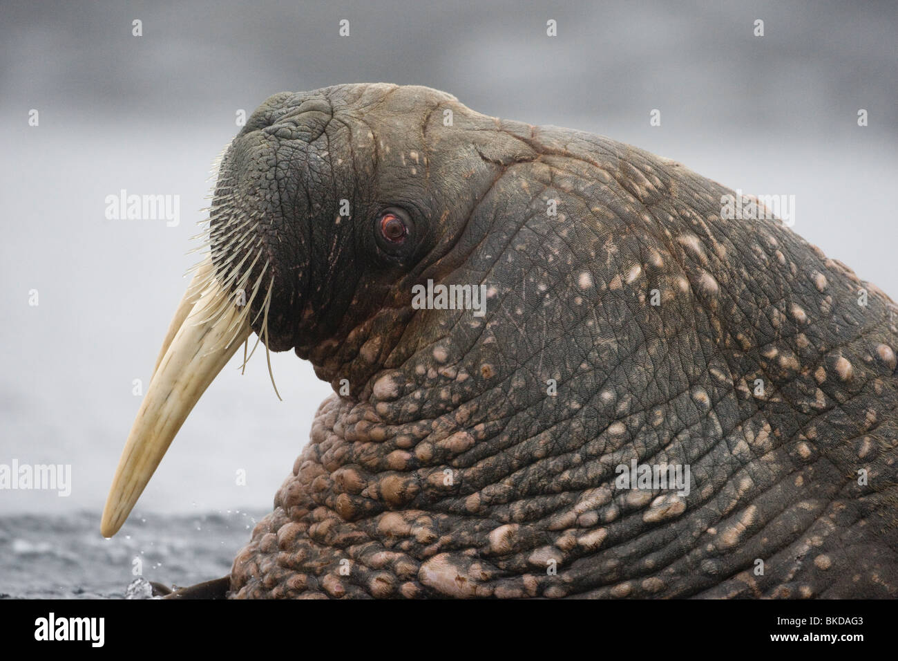 Norwegen, Spitzbergen, Tiholmane Inseln, Walross (Odobenus Rosmarus) Schwimmen im kalten Ozean an nebligen Sommernachmittag Stockfoto