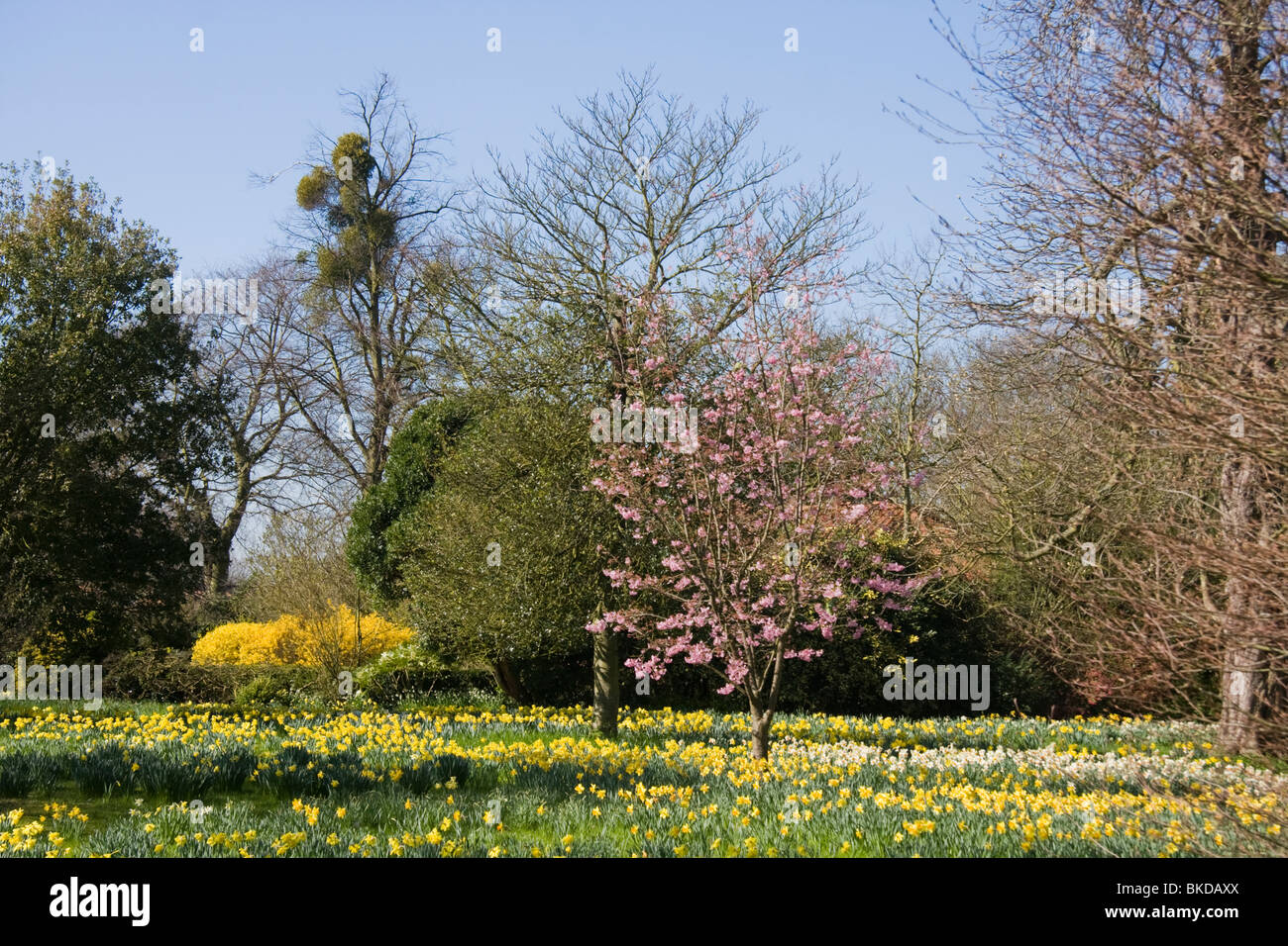 Hampton Court Gardens, Hampton Court Palace, London, England Stockfoto