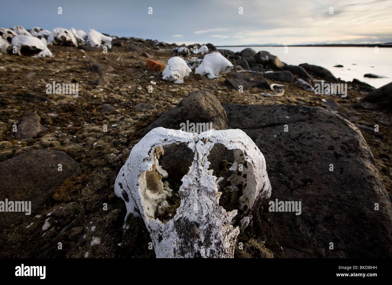 Norwegen Spitzbergen Delischoya Insel 300-Jahr-alten Walross Knochen (Odobenus Rosmarus) am historischen Ort entlang der Bjornbukta Bay Stockfoto