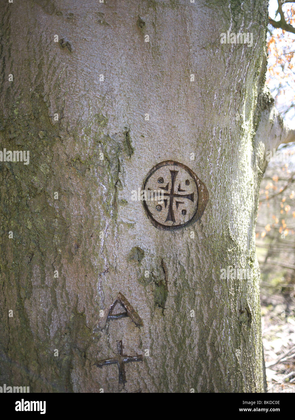 Carven auf Baum. England-UK. Stockfoto