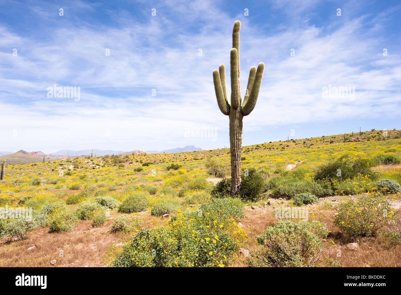 Saguaro-Kaktus in der Wüste von Arizona ist umgeben von gelben Wildblumen. Stockfoto