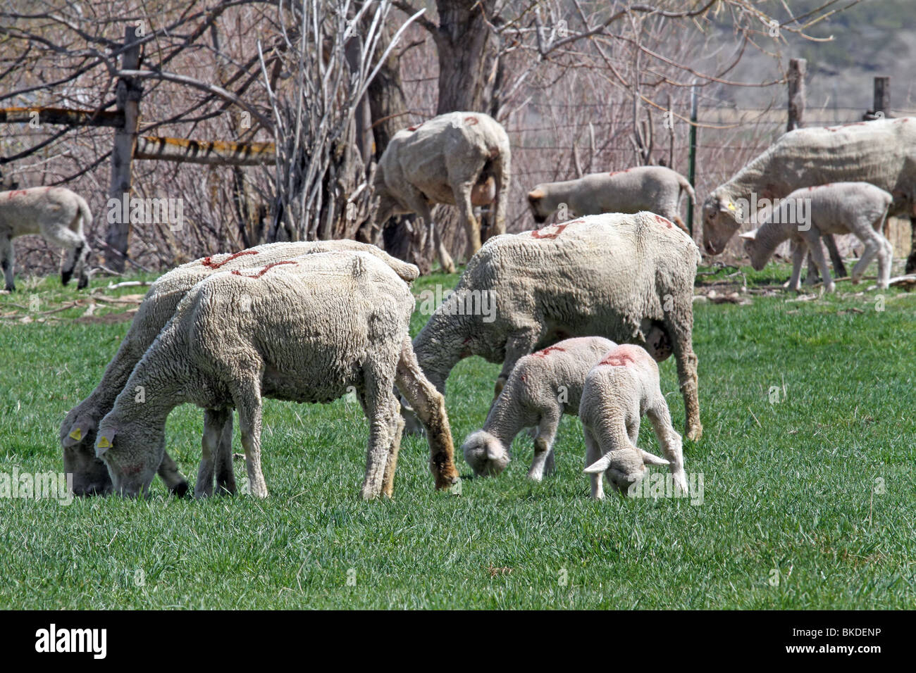 Schaf und Lamm im grünen Rasen Feld Essen. Im Frühsommer nach Schafe geschoren worden. Don Despain Wiederaufleben Foto. Stockfoto