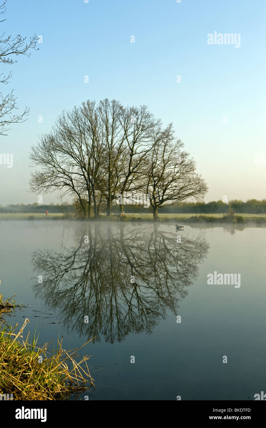 Am frühen Morgen am See mit Enten im Hylands Park, Chelmsford, Essex, England, Großbritannien Stockfoto