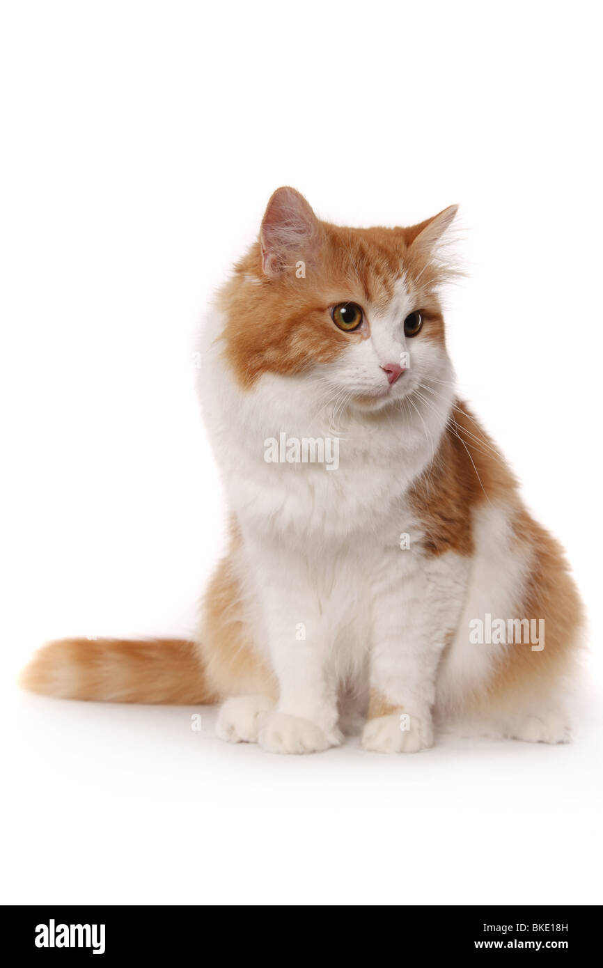 Sitzende Sibirische Katze / Sibirische Katze sitzend Stockfoto