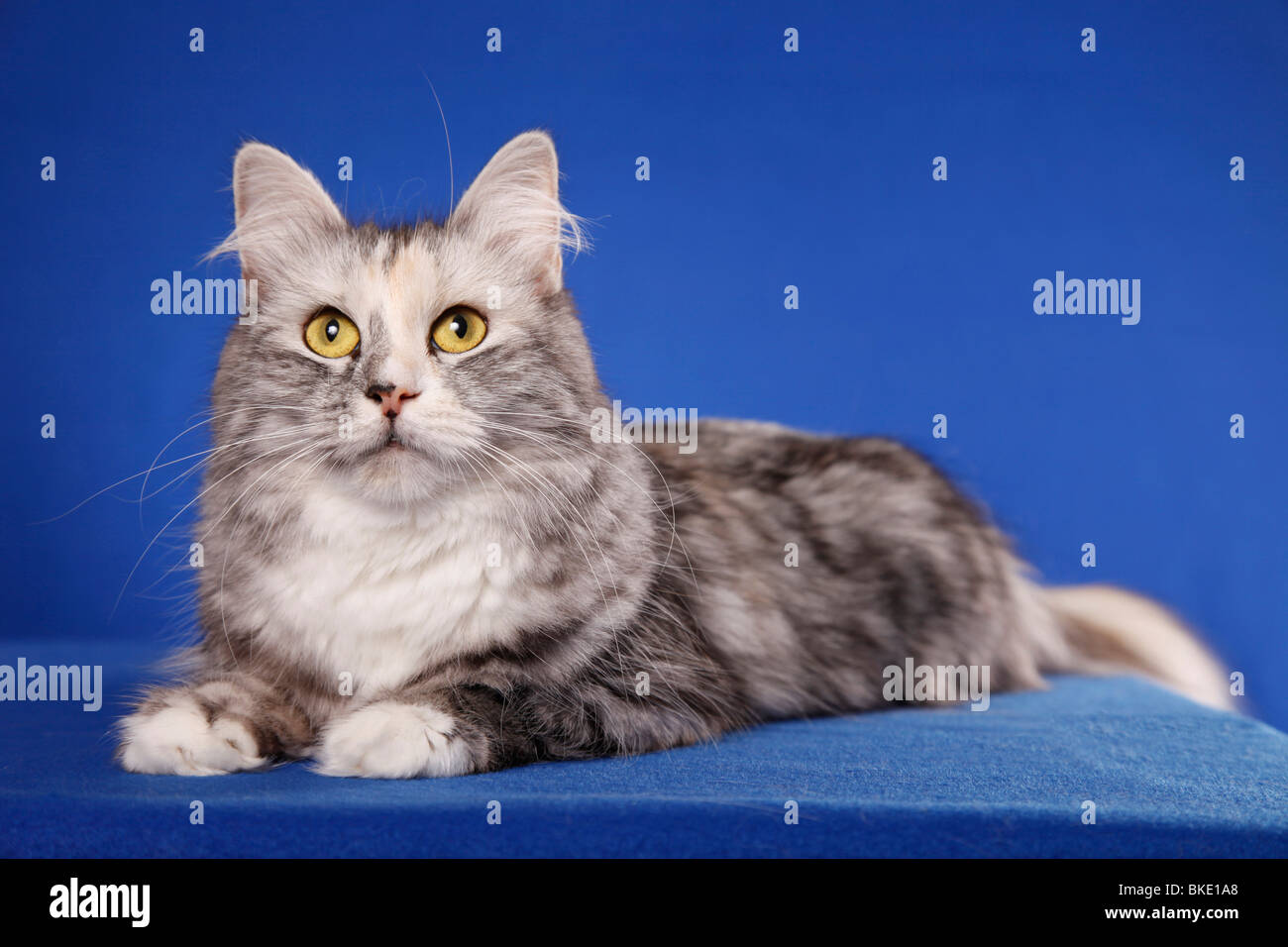 Liegende Sibirische Katze / Sibirische Katze liegend Stockfoto