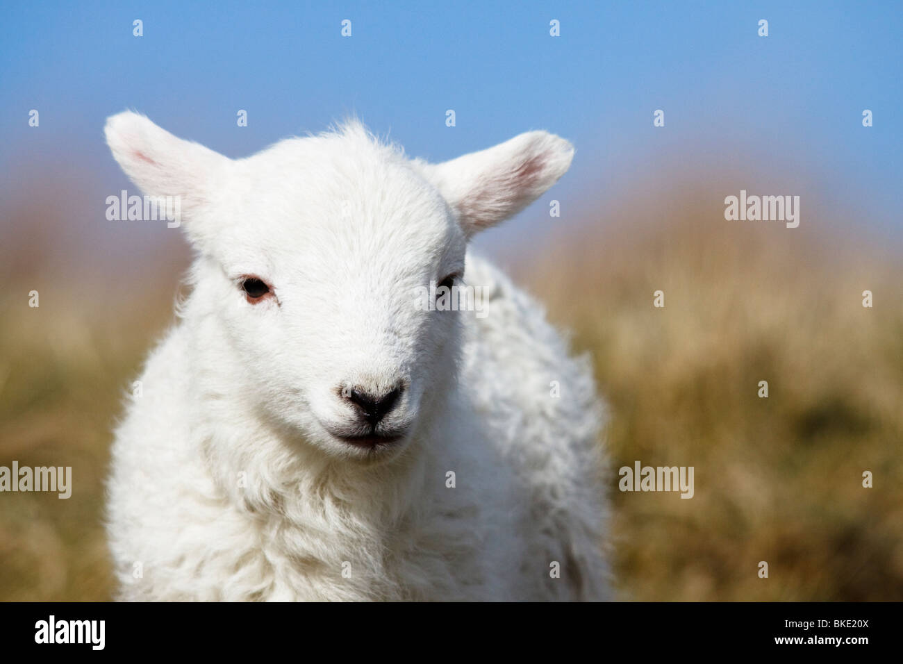 Lamm in Wales, Großbritannien, UK Stockfoto