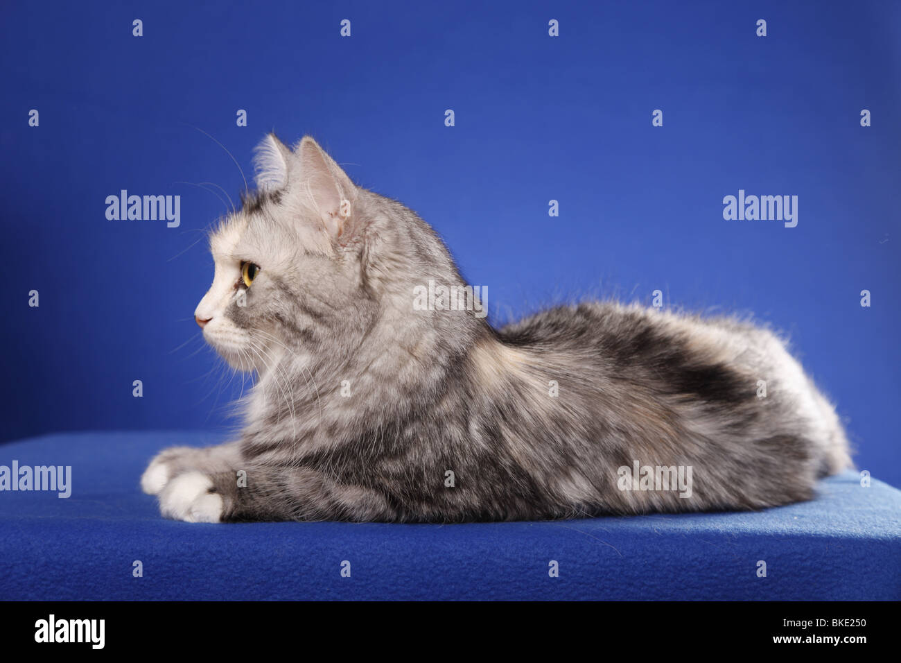 Liegende Sibirische Katze / Sibirische Katze liegend Stockfoto