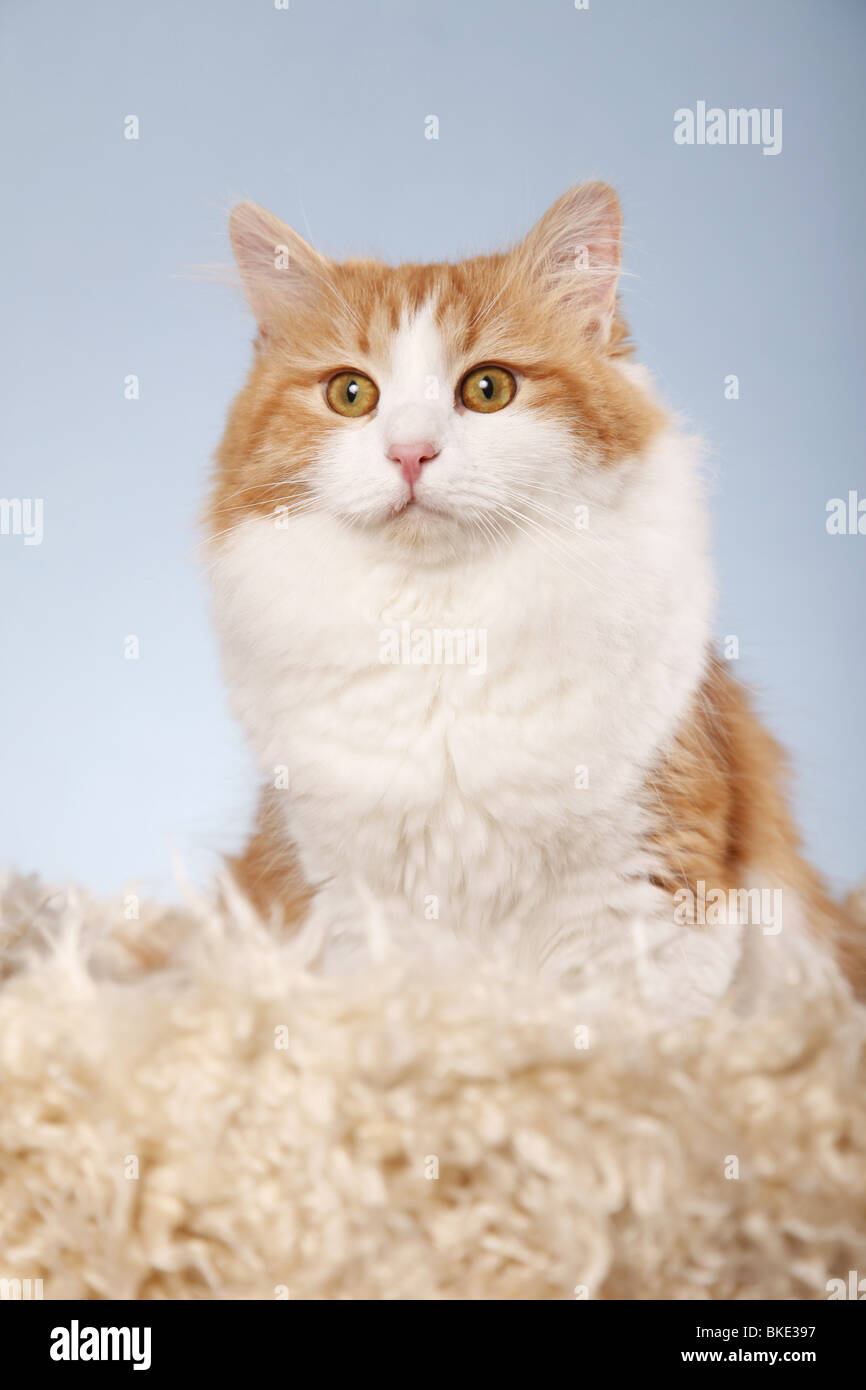Sibirische Katze / Sibirische Katze Stockfoto