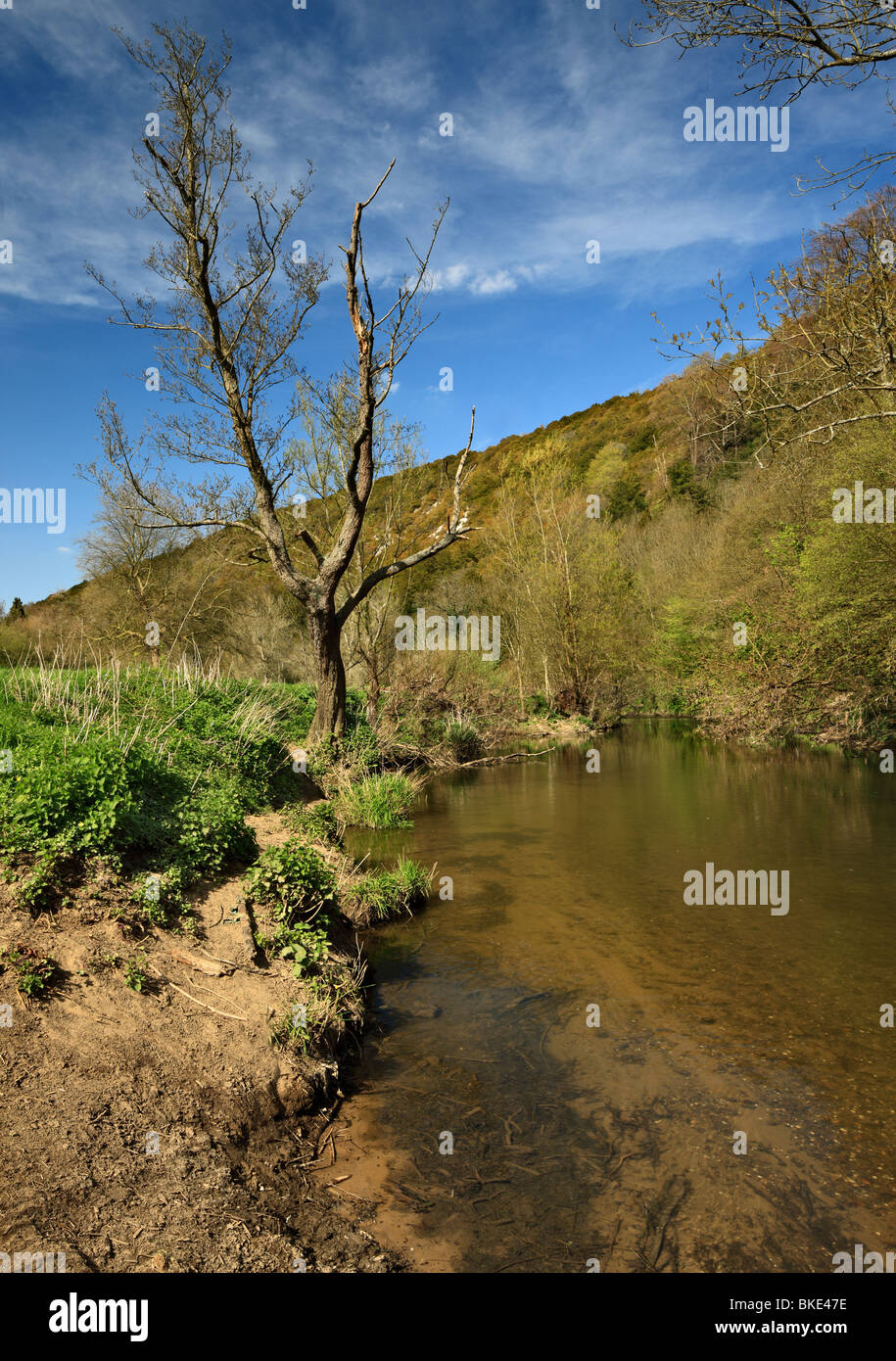 Der Fluss Maulwurf, Box Hill, Dorking, Surrey, England, UK. Stockfoto