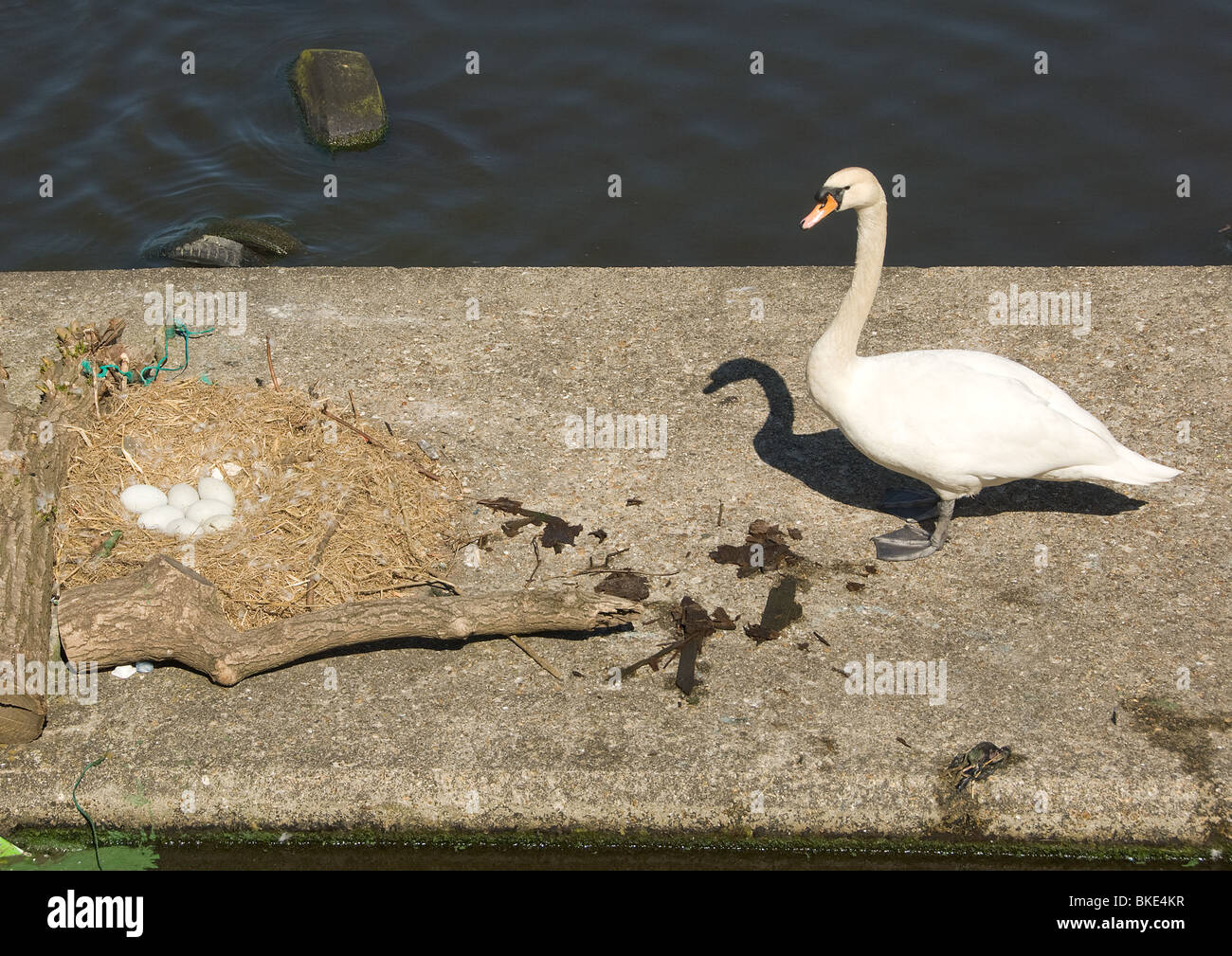 Schwan mit Nest und Ei Stockfoto