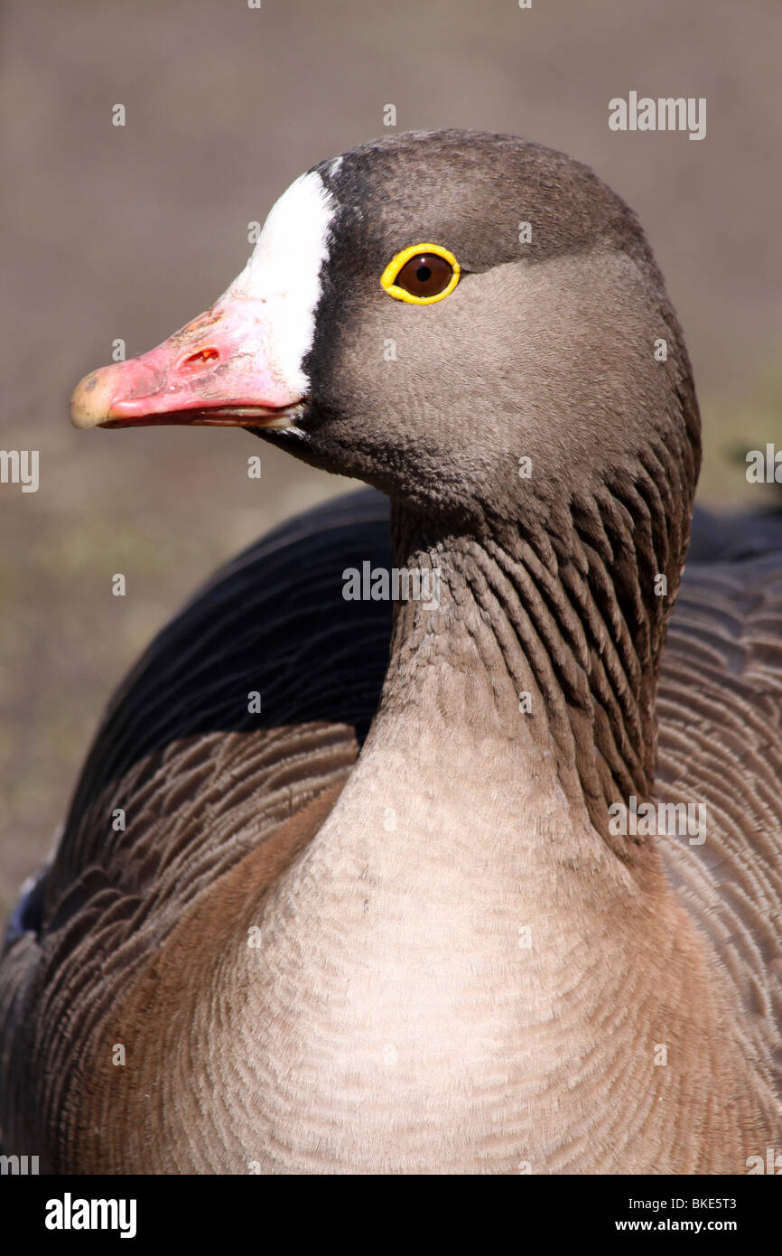 Nahaufnahme des Kopfes von A Lesser White-fronted Goose Anser Erythropus bei Martin bloße WWT, Lancashire UK Stockfoto