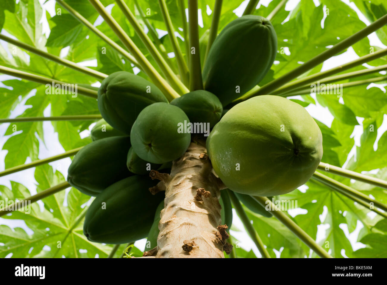 (Carica Papaya) Papayabaum mit grünen Früchten, Jaluit, Marshall-Inseln Stockfoto