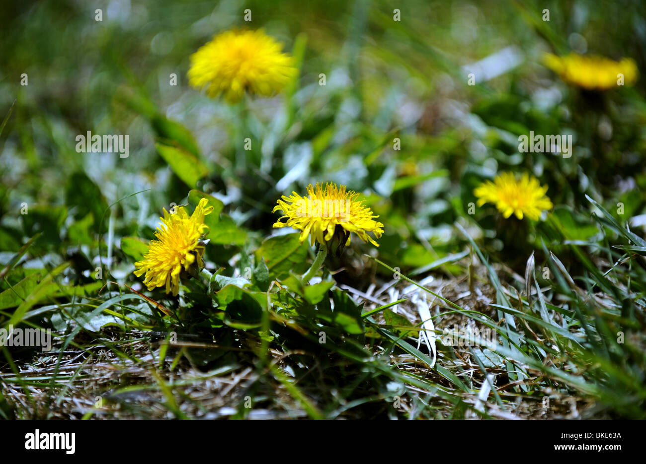 Wilder Löwenzahn wächst in einem Feld East Sussex UK Stockfoto
