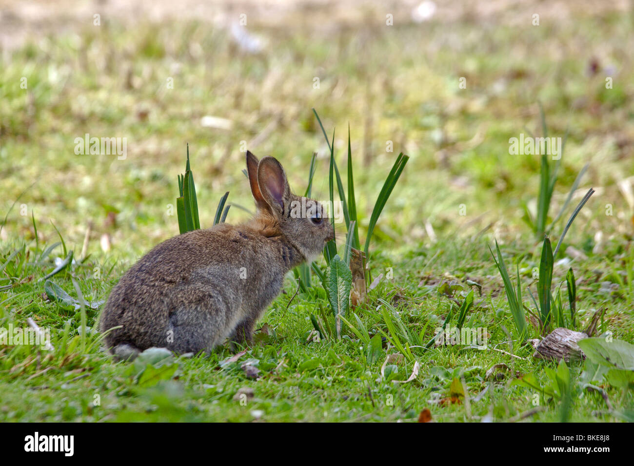 Kaninchen-Kätzchen füttern Stockfoto