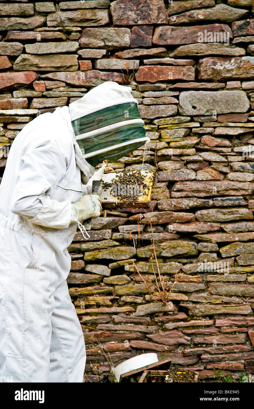 Genaue Untersuchung der eine Honig-frame Stockfoto