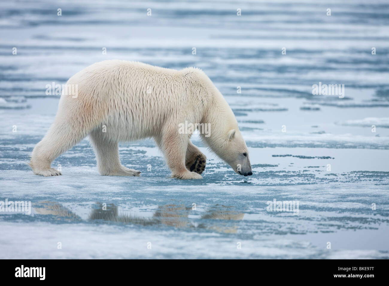 Norwegen Spitzbergen Nordaustlandet Eisbär (Ursus Maritimus) mit Kopf nach unten eng am Fjord Eisschmelze in Sabinebukta schnüffeln Stockfoto