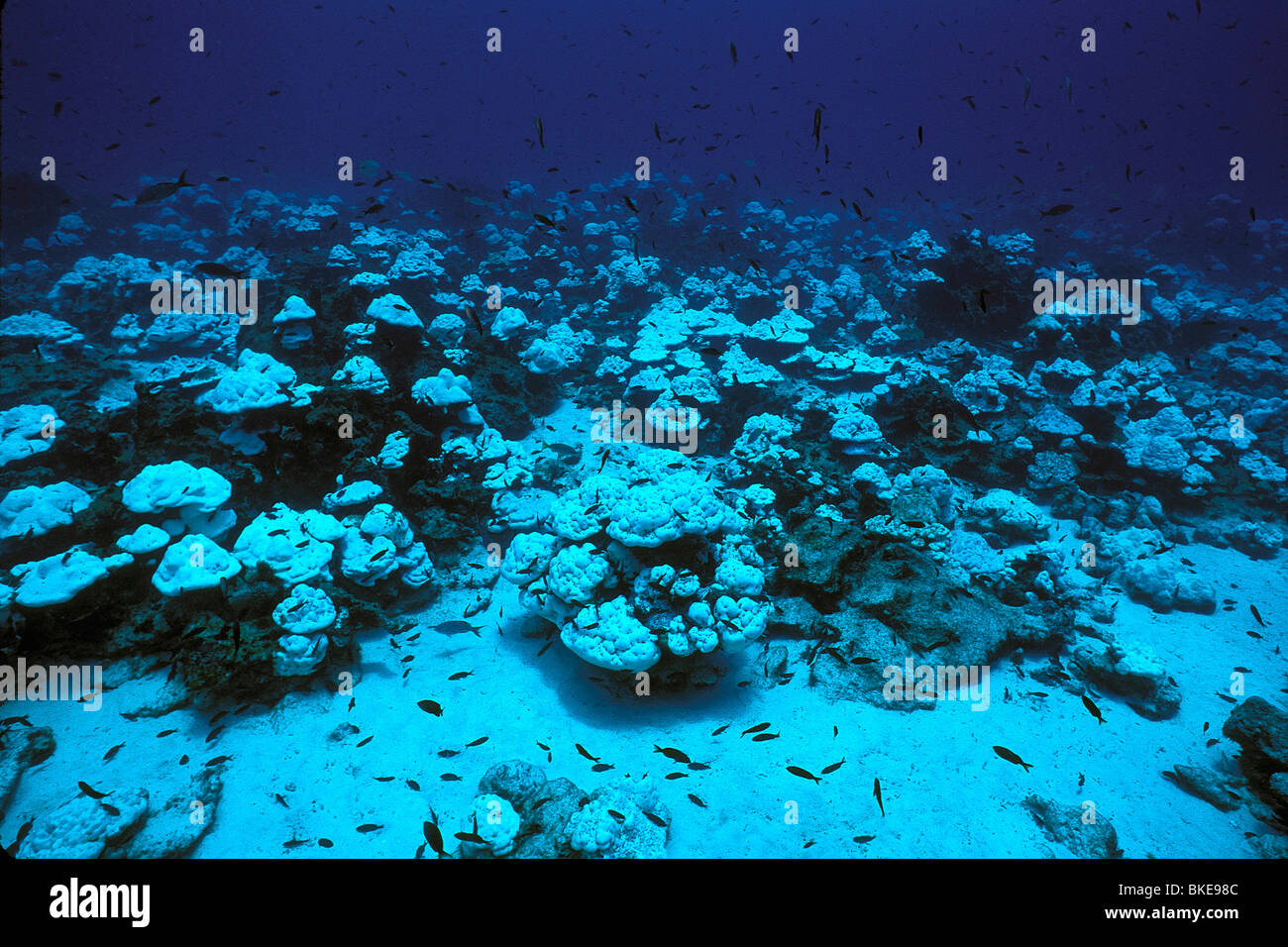 Korallenbleiche, Cocos Island, Pazifik Stockfoto
