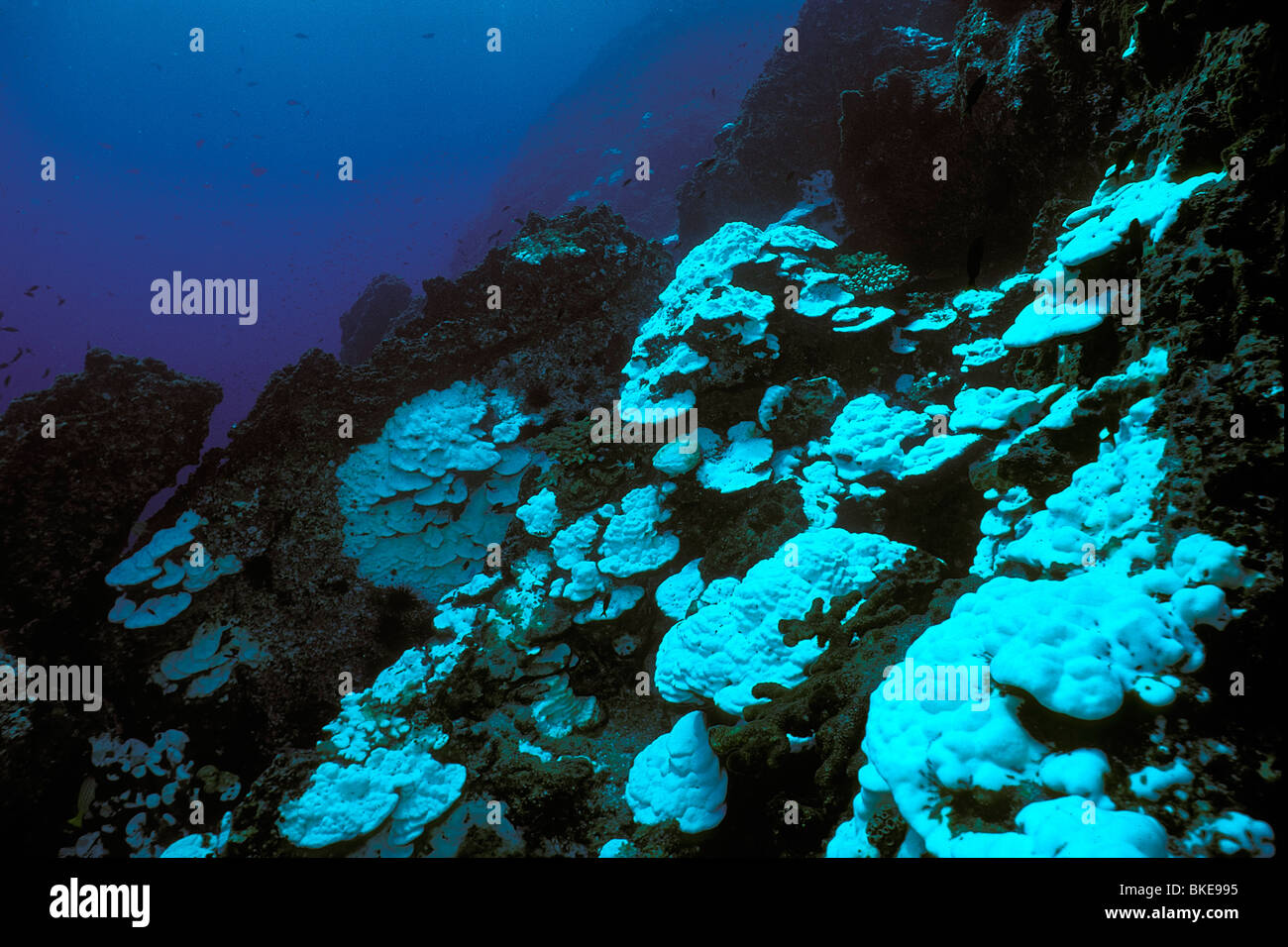 Korallenbleiche, Cocos Island, Pazifik Stockfoto