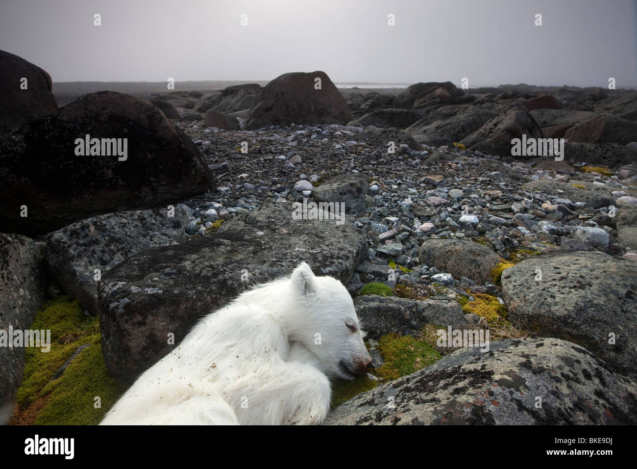 Norwegen, Spitzbergen, Nordaustlandet, Eisbär (Ursus Maritimus) Cub liegt tot in auf kargen Landschaft auf Lagøya Insel Stockfoto