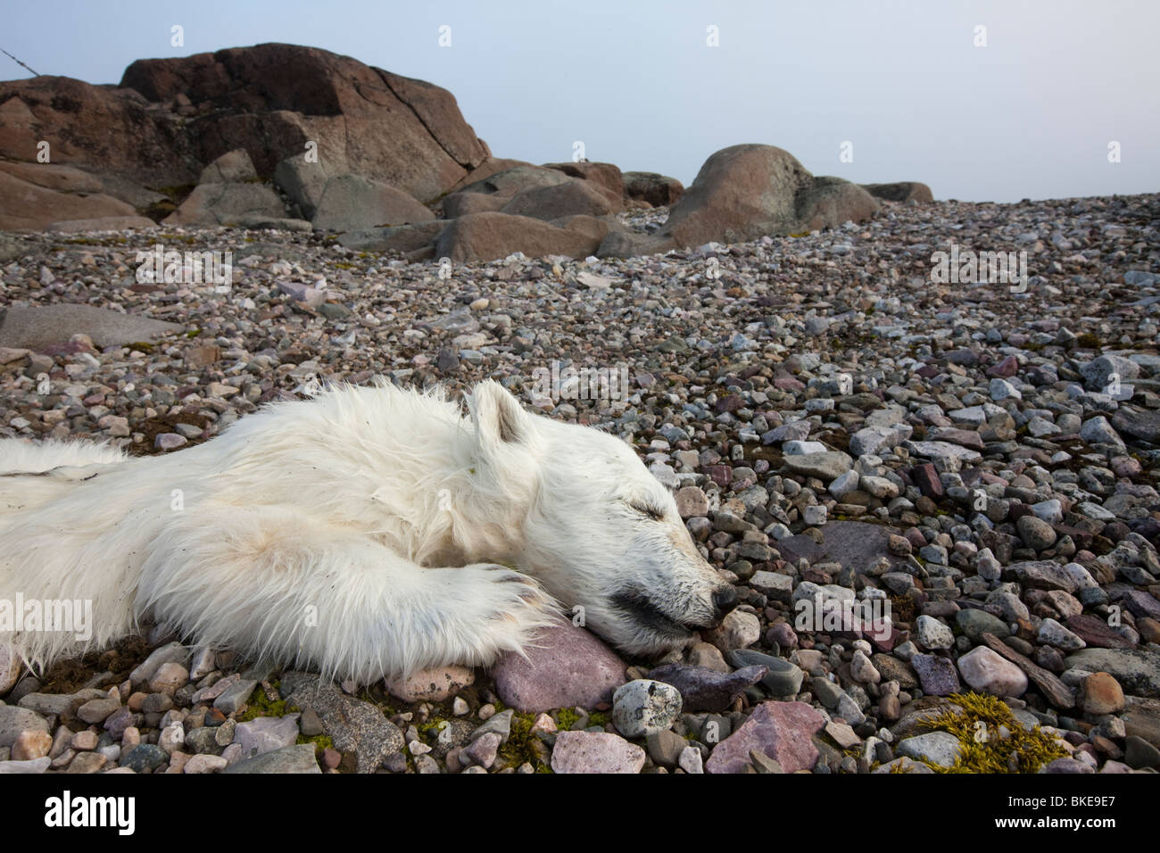 Norwegen, Spitzbergen, Nordaustlandet, Eisbär (Ursus Maritimus) Cub liegt tot in auf kargen Landschaft auf Lagøya Insel Stockfoto