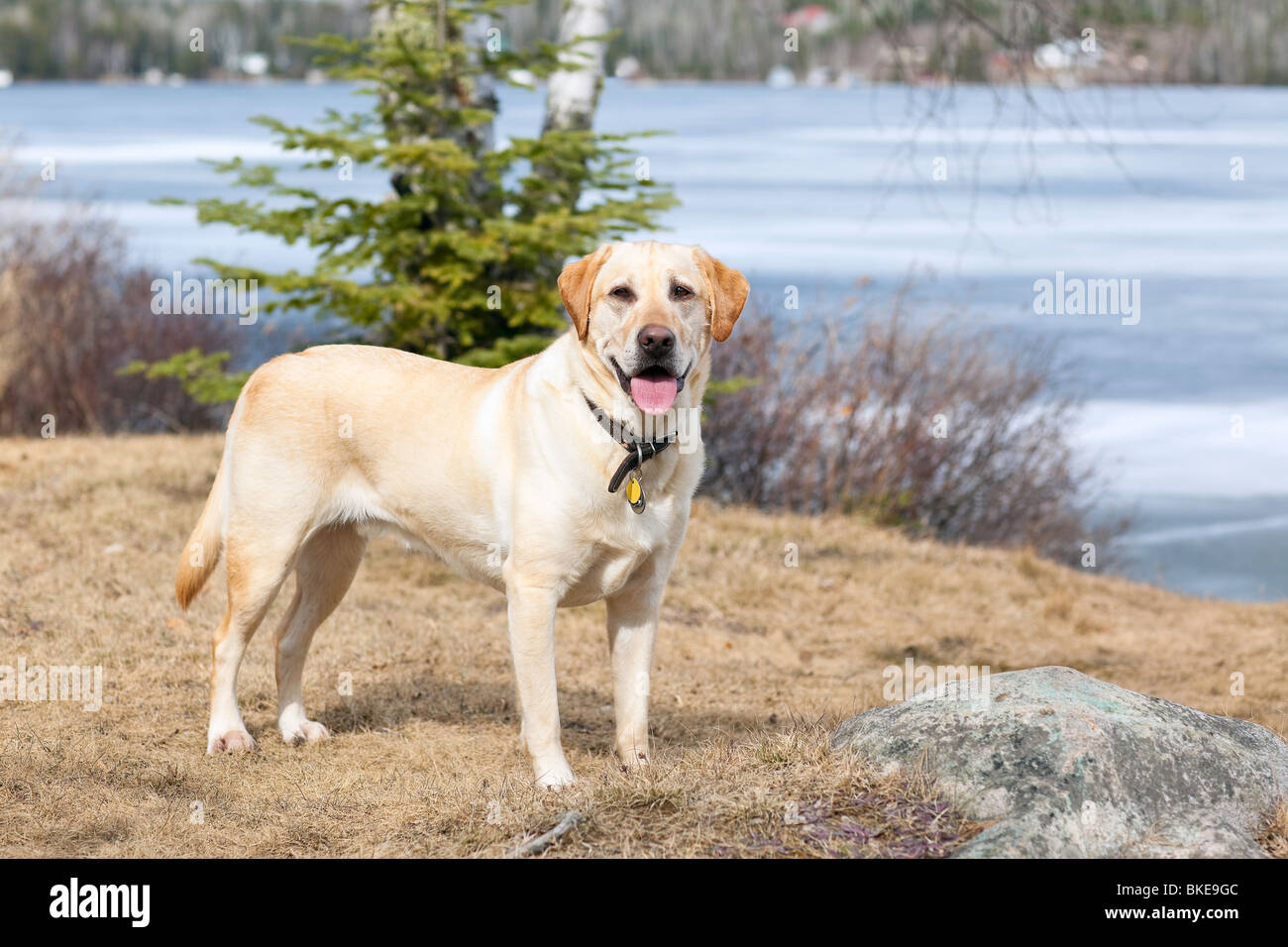 Gelber Labrador Retriever, Trout Lake, Ontario, Kanada Stockfoto