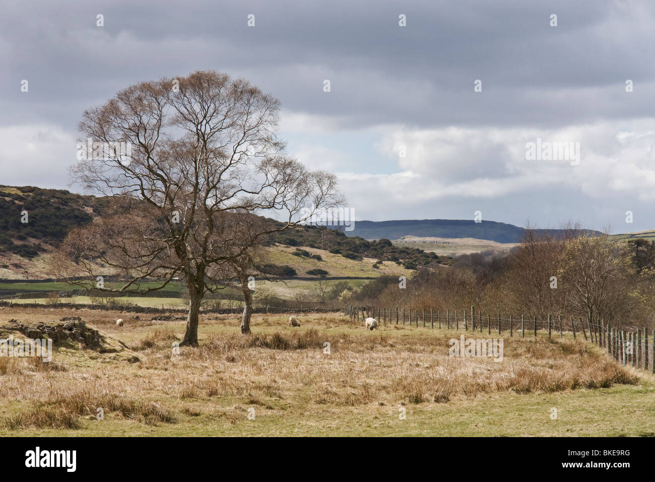 Obere Teesdale Stockfoto