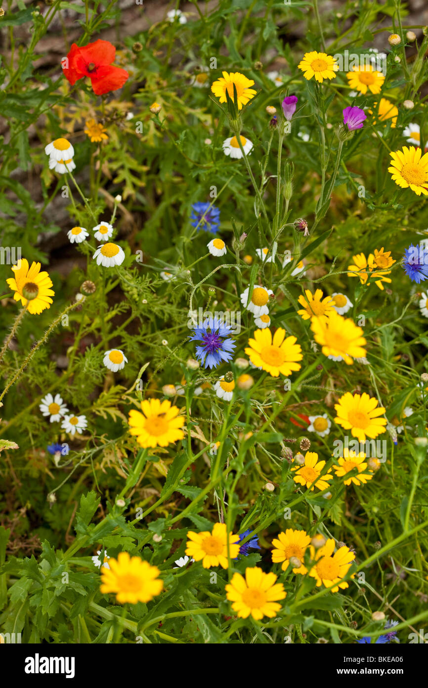 Altmodische Wiese und Wildblumen Stockfoto