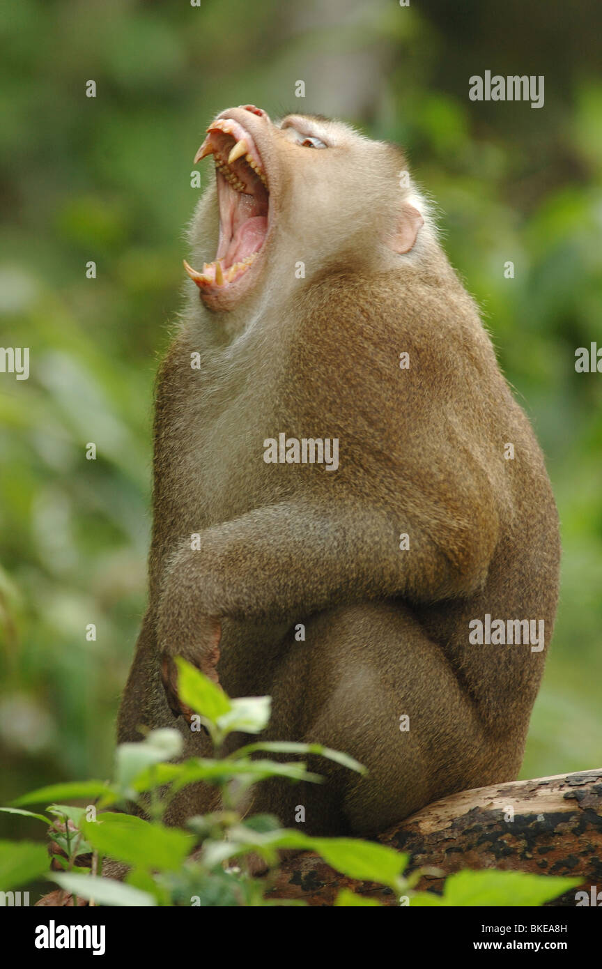 Männliche Schwein-tailed Macaque (Macaca Nemestrina) droht ein Rivale im Monsun Regenwald Khao Yai Nationalparks in Thailand. Stockfoto