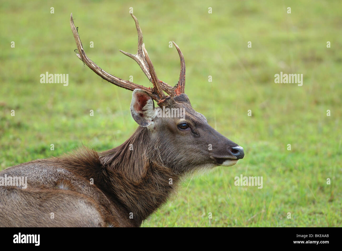 Männliche Sambar Deer im Nationalpark Khao Yai, Thailand Stockfoto