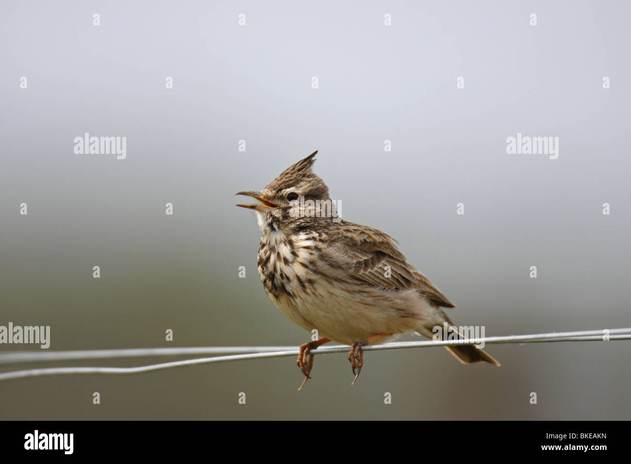 Haubenlerche Lerche Crested Lerche Galerida cristata Stockfoto