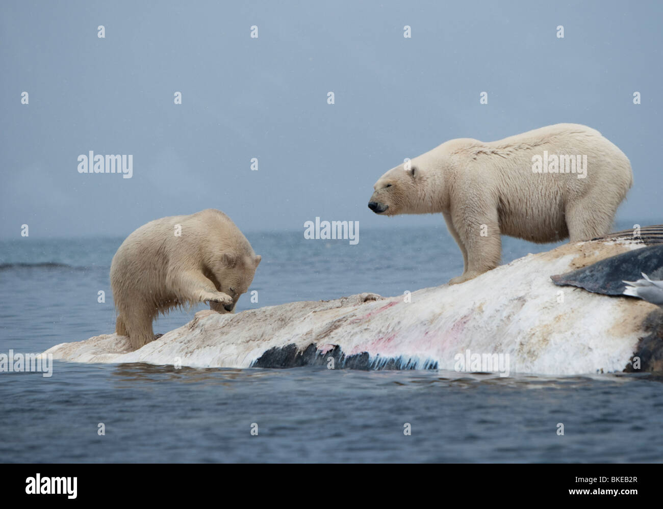 Norwegen, Svalbard, Spitzbergen Insel Eisbären (Ursus Maritimus) bei der Fütterung auf Kadaver toter Finnwal zu kämpfen Stockfoto