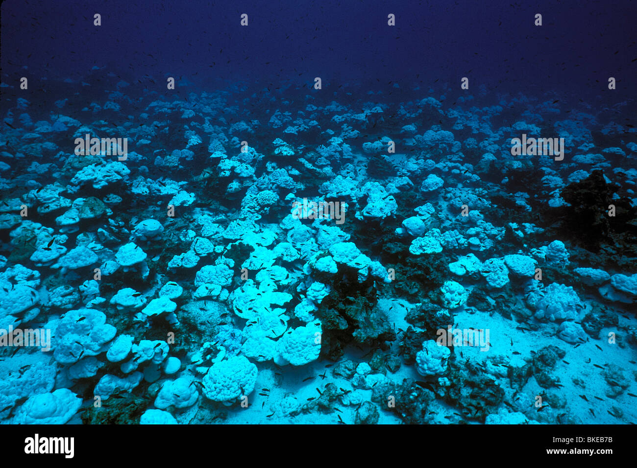 Korallenbleiche, Cocos Island, Pazifik Stockfoto