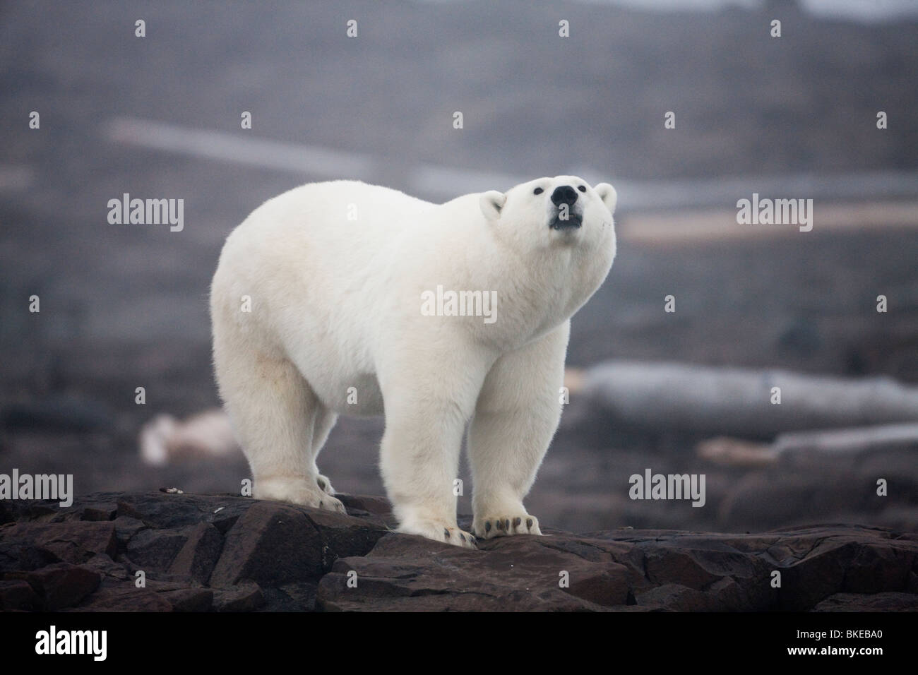 Norwegen, Spitzbergen, Nordaustlandet, Eisbär (Ursus Maritimus) stehen entlang der felsigen Küste Malmgren Insel im Nebel Stockfoto