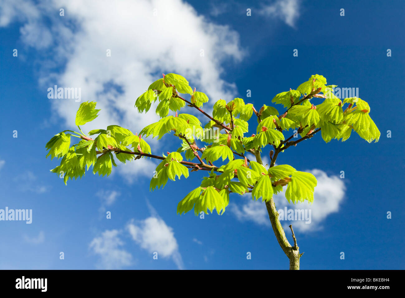 Ein Acer-Baum im Frühling Stockfoto
